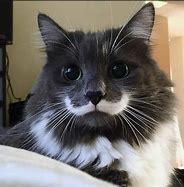 Image result for Weird Brown Cat