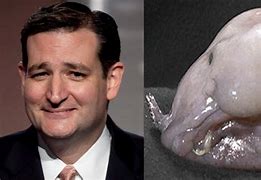 Image result for Ted Cruz BlobFish