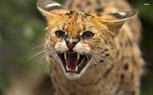 Image result for Wild Looking Cats