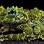 Image result for Cute Frog On Moss 4K