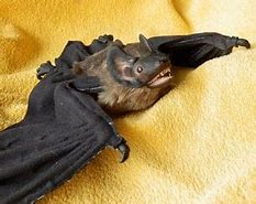 Image result for Realistic Bat Toy