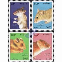 Image result for 1996 Year of the Rat