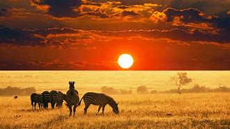 Image result for South Africa Safari Sunset