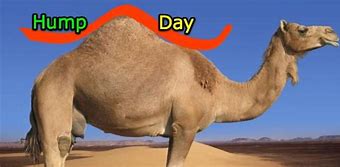 Image result for Happy Hump Day Camel Funny