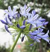 Image result for Agapanthus Dr. Brouwer