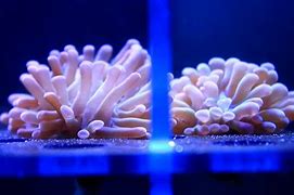 Image result for coral�f4ro