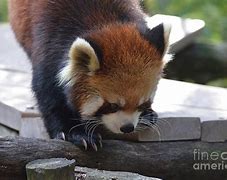 Image result for Panda Claws