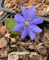 Image result for Hepatica transsilvanica Blue Jewel