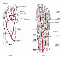 Image result for Veins in Foot and Ankle