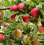 Image result for Gala Apple Orchard