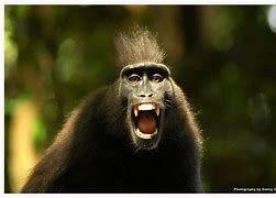 Image result for Angry Monkey Jumping