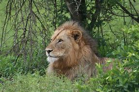 Image result for Wild Animals in African Forest