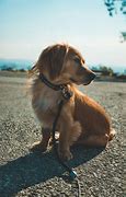 Image result for Dachshund Lab Mix