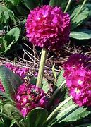 Image result for Primula denticulata Rubin