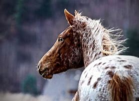 Image result for Horse Breeds in USA