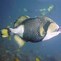 Image result for Indian Triggerfish