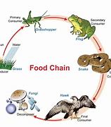 Image result for Food Chain Information