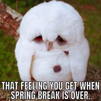 Image result for Spring Break Memes for Students
