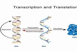 Image result for Labelled Diagram of Protein Synthesis