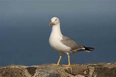 il gabbiano inuit lario il gabbiano reale mediterraneo il il gabbiano inuit lario il gabbiano reale mediterraneo il