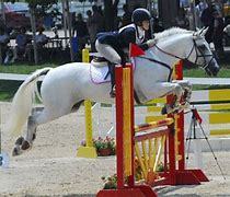 Image result for Pony Club Show Jumping