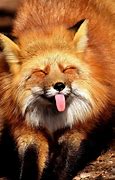 Image result for Funny Fox Images