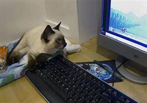 Image result for Cat On Computer Meme