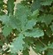 Image result for Quercus robur