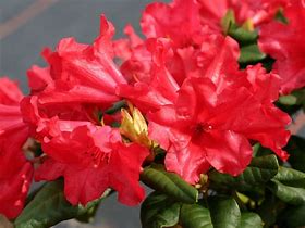 Rhododendron Scarlet Wonder కోసం చిత్ర ఫలితం