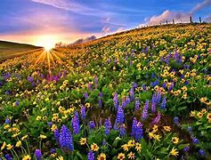 Image result for Colorful Flower Field