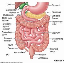 Image result for Anatomy of Colon and Large Intestine