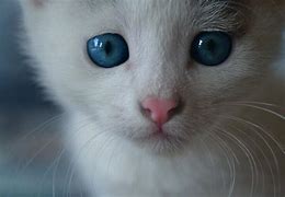Image result for Crying Cat Wallpaper