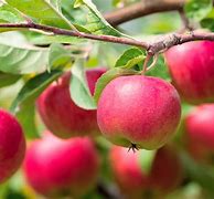 Image result for Single Red Apple On Tree