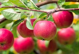 Image result for Pick Some Apple's