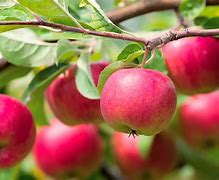 Image result for Red. Free Apple Tree