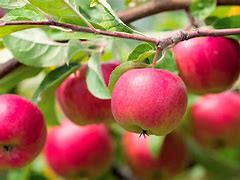 Image result for Red Apple Tree Types