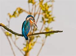 Image result for Somerset Levels Bird Watching