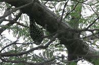 Image result for Dendrocopos mahrattensis
