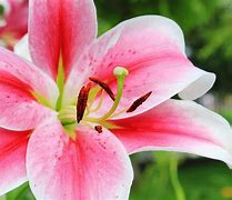 Image result for Flowers That Are Pink and White