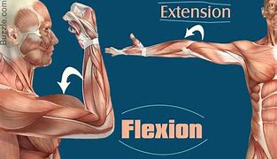Image result for Horizontal Flexion