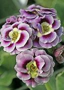 Image result for Primula auricula Pale Face