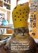 Image result for funniest cats day meme reddit