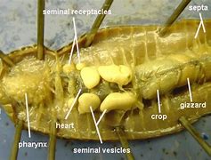Image result for Cricket Dissection