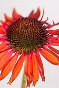 Image result for Echinacea purpurea Hot Lava ®