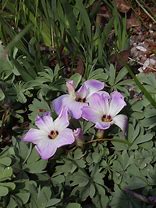 Image result for Oxalis adenophylla