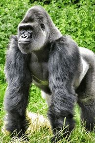 Image result for Gorilla Climbing GIF