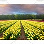 Image result for Pink Tulip Field