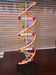 Image result for DNA Project Examples