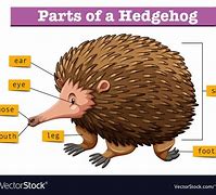 Image result for Hedgehog Diagram Simple