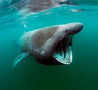 Image result for Biggest Ocean Animal in the World